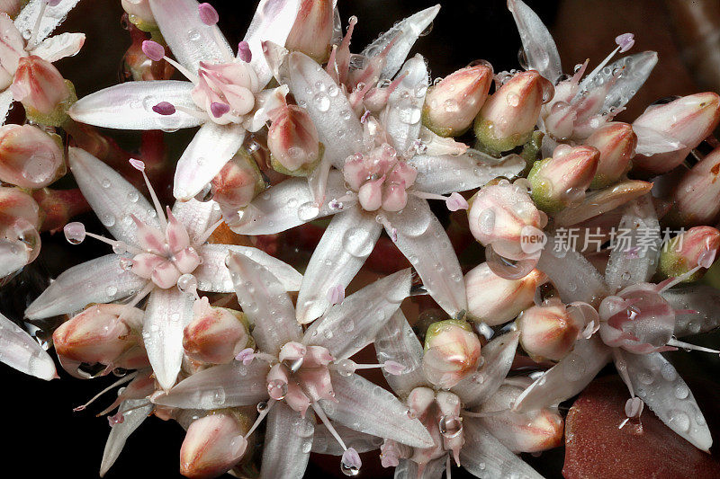 玉植物(Crassula ovata)花上的露珠(Macro)